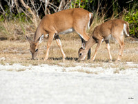 Key Deer Doe and Fawn