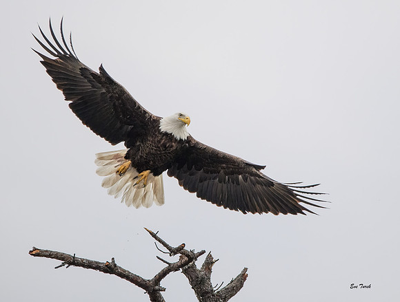 On Eagle's Wings - Bald Eagle