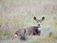 Mule Deer Colorado
