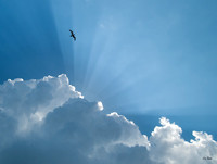 Heavenly - Finalist, Birds as Art International Competition