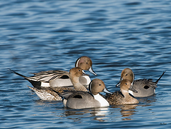 Pintails