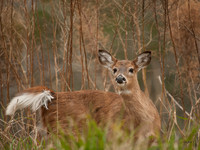 White-tailed Deer Mattamuskeet