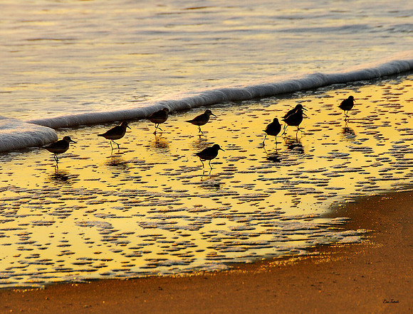 Sanderling Silhouettes