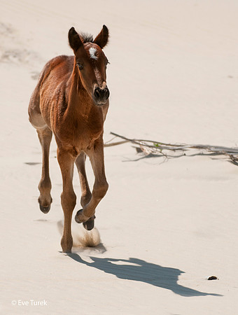Foal Trot