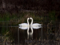 Swan Heart