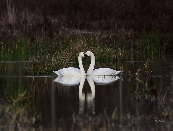 Swan Heart