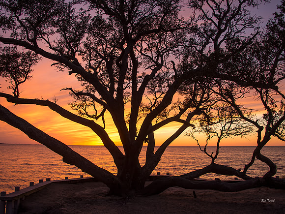 Live Oak Sunset