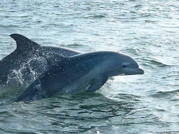 Dolphin Duo